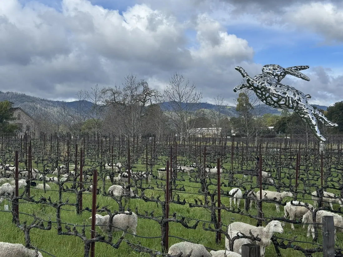 Sustainable Grazing: HALL St. Helena Welcomes Sheep to the Vineyard