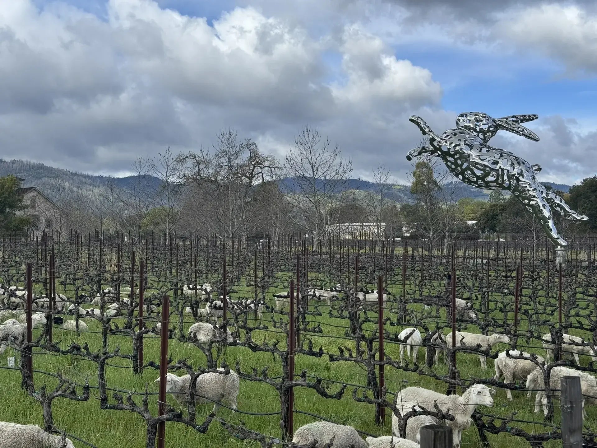 Sustainable Grazing: HALL St. Helena Welcomes Sheep to the Vineyard
