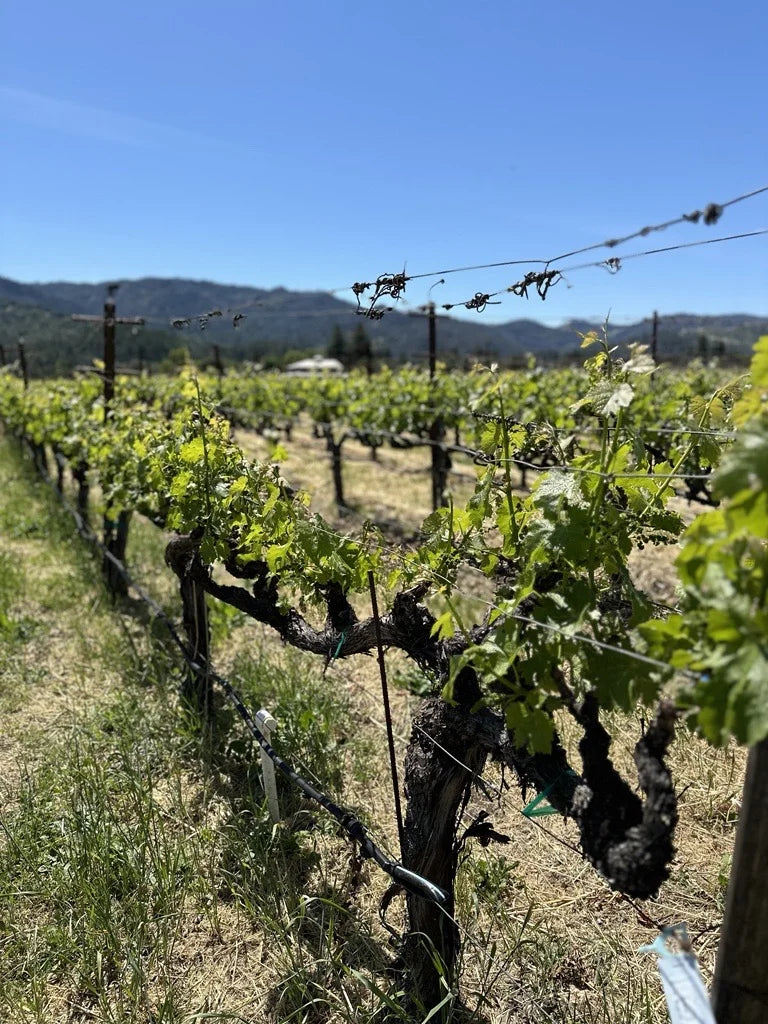 Life of a Vine: 'Bloom Time' A Symphony of Nature's Beauty