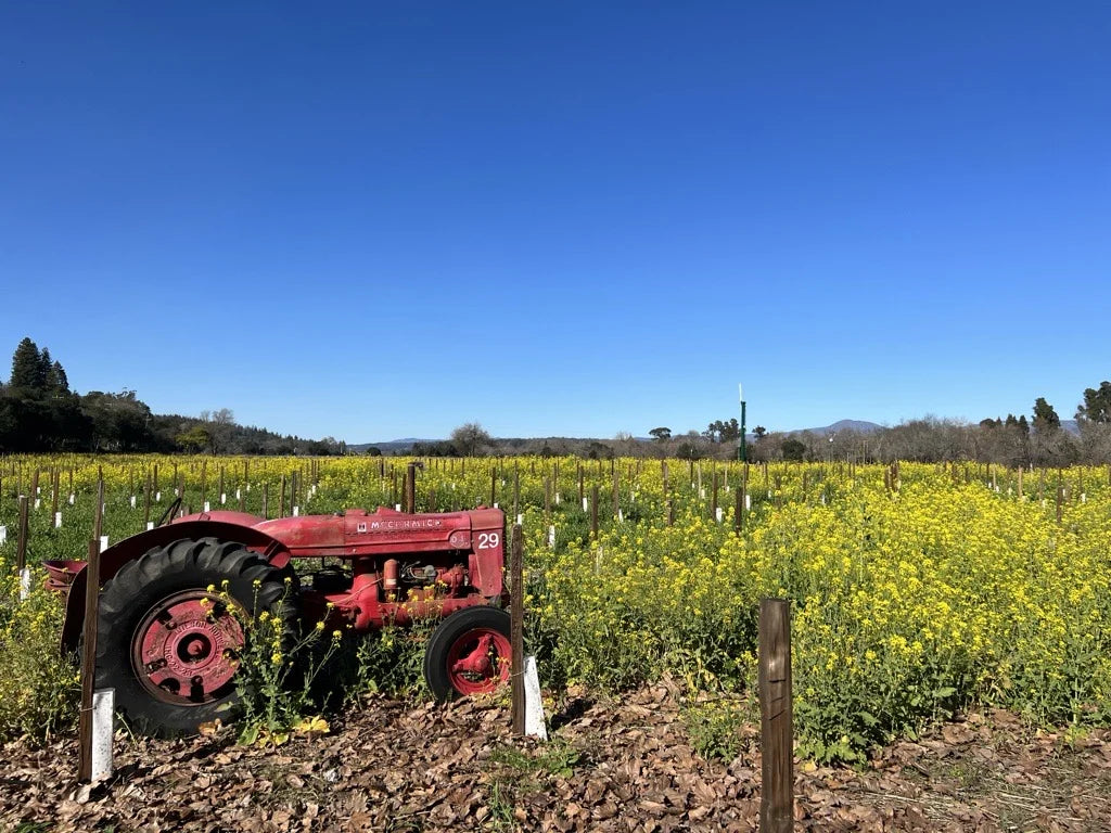 Life of a Vine: Mustard Season in Sonoma County
