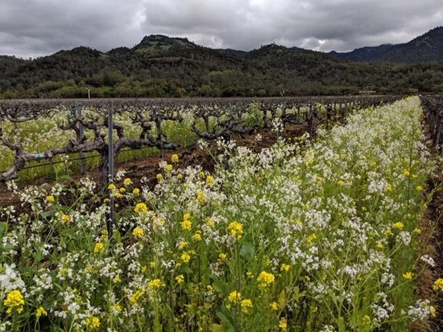 Bud Break in Healdsburg: Spring Awakens at BACA Wines