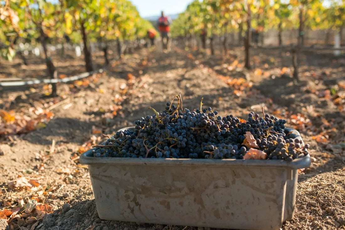 Everything You Need to Know about Harvest at HALL