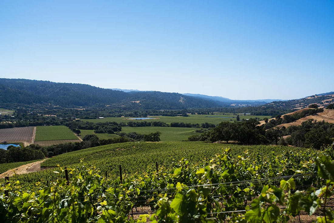 1,000 Miles of Pinot Noir: The Anderson Valley AVA