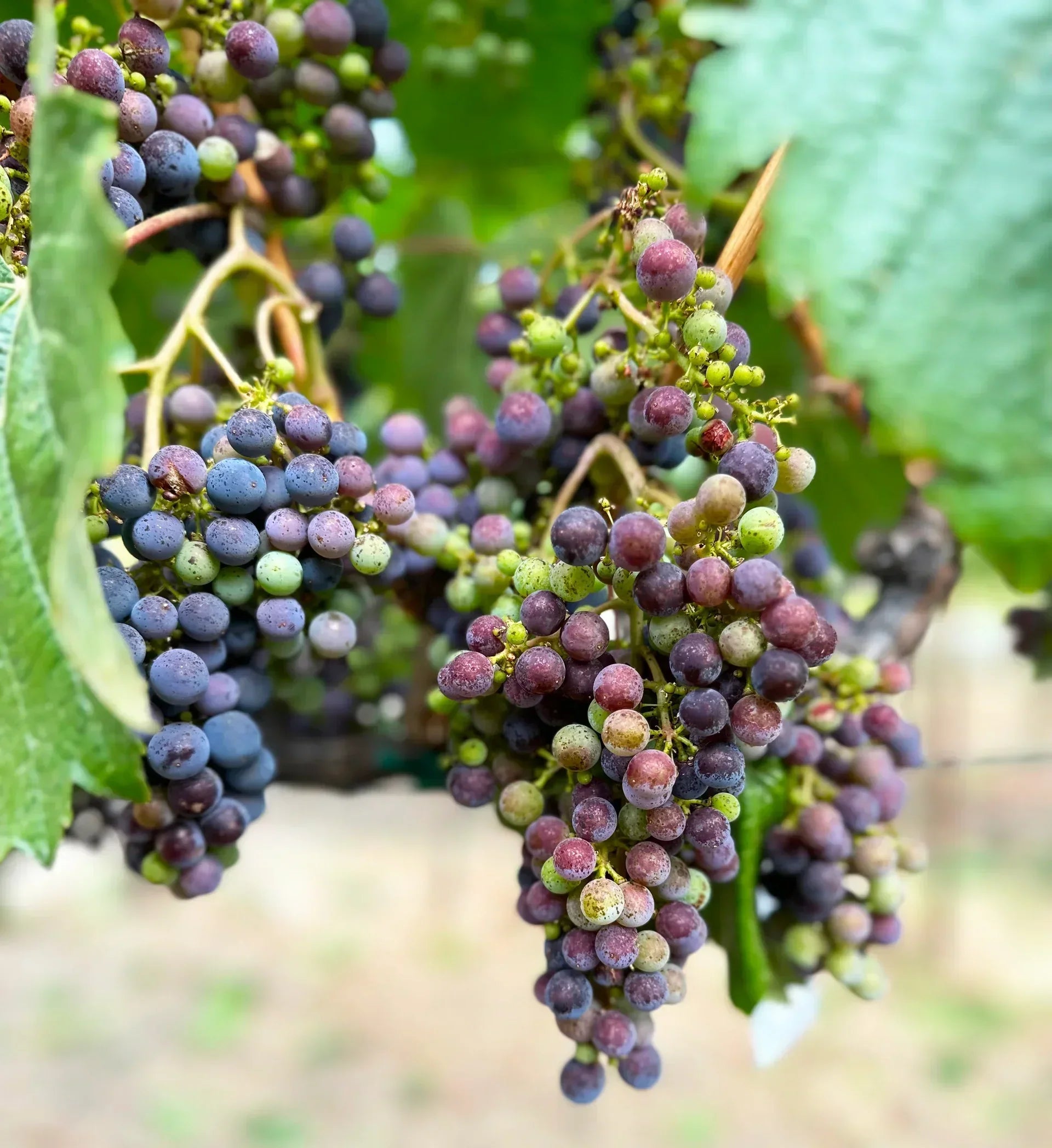 Veraison occurring in a cluster of grapes