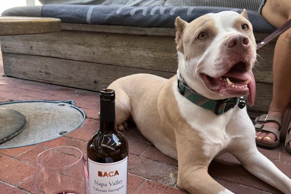 BACA Napa Valley Cabernet: Your New Everyday Wine