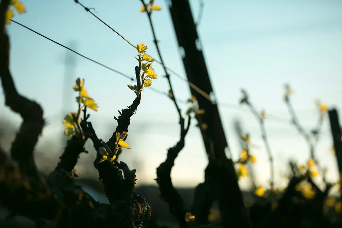 When is Bud Break in Napa Valley? Explore a Stunning Season at HALL Wines
