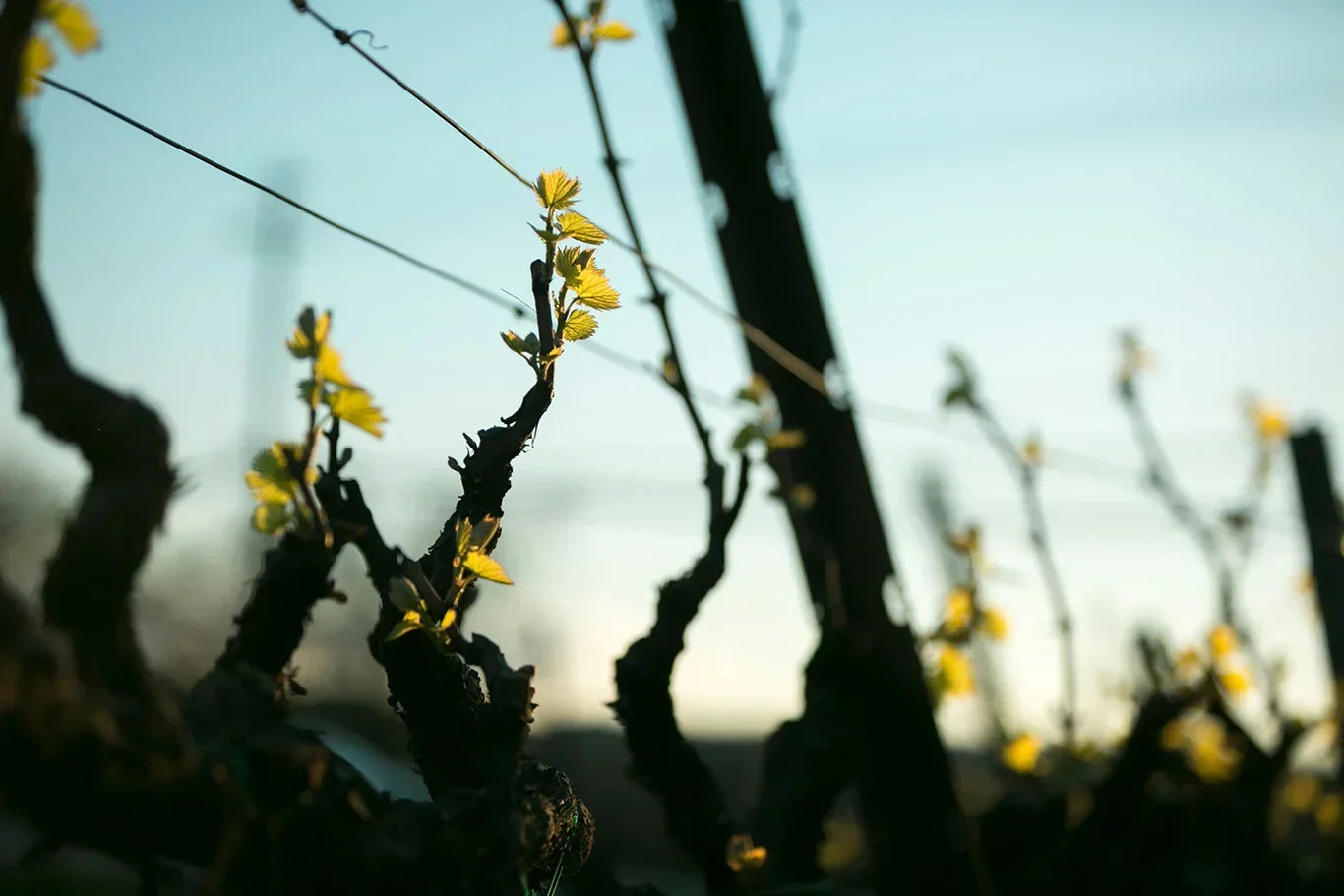 When is Bud Break in Napa Valley? Explore a Stunning Season at HALL Wines