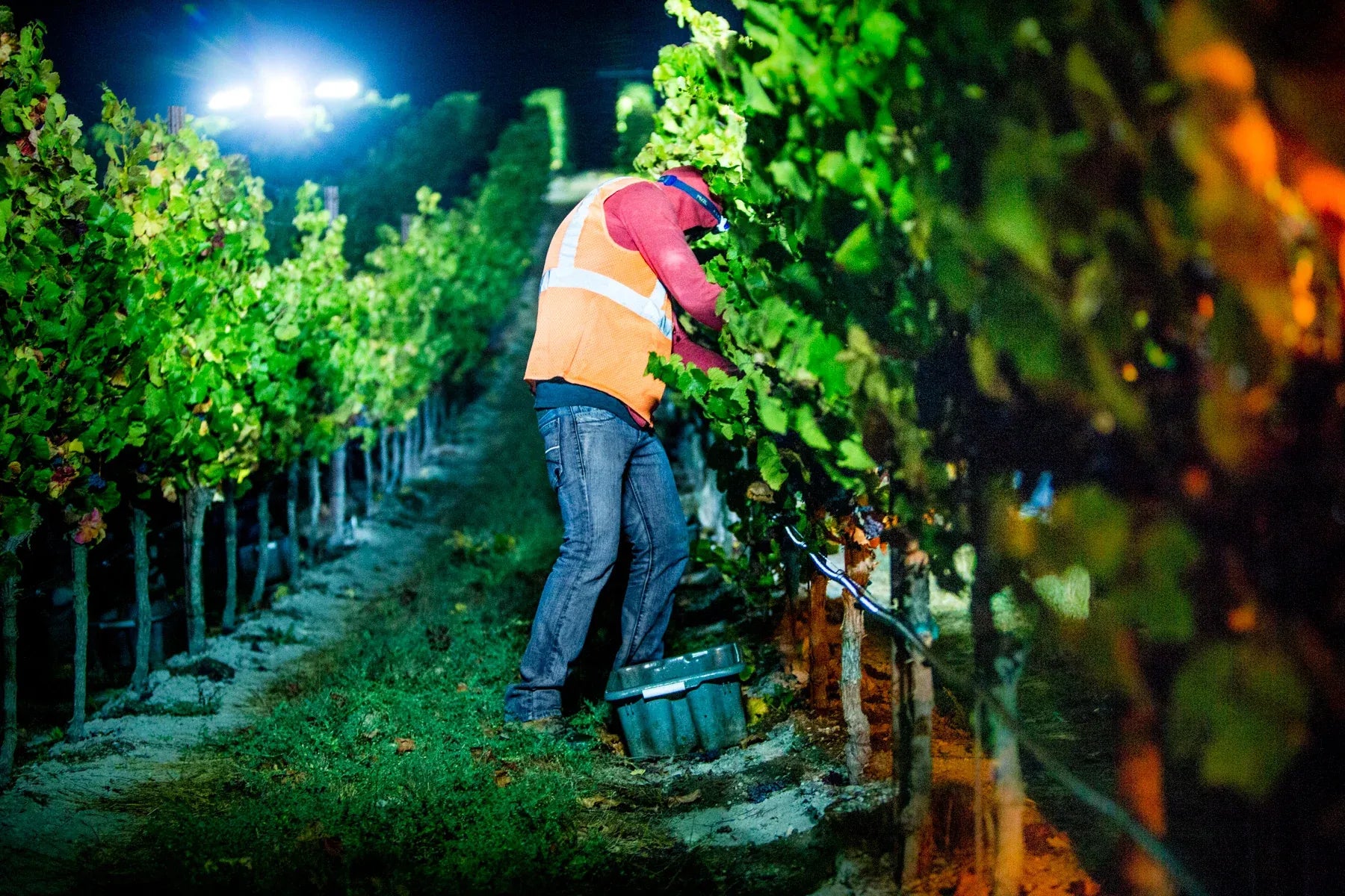 Everything You Need to Know about Harvest at WALT