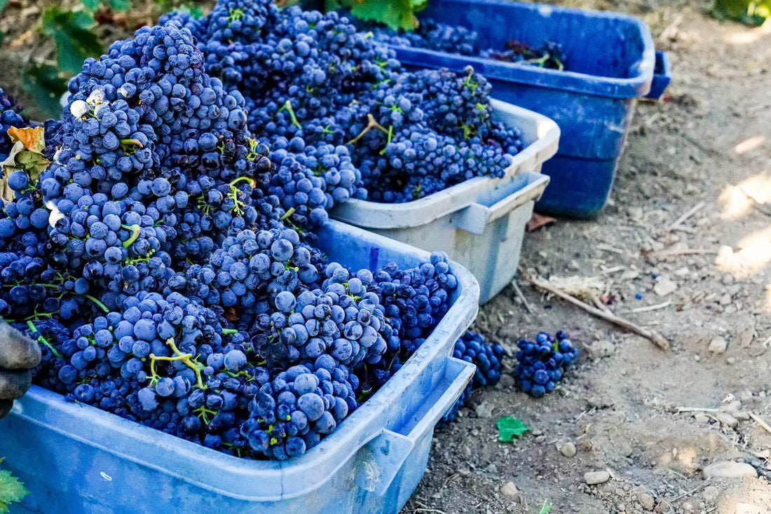 Harvest in Sonoma County's Wine Country