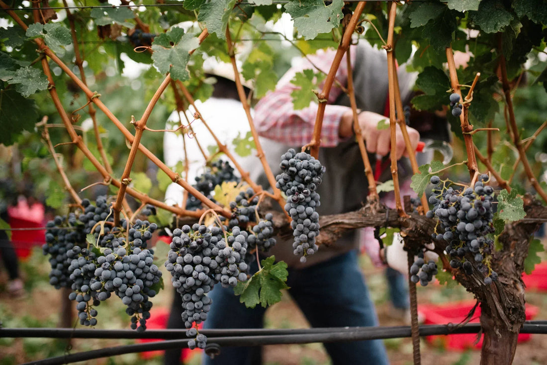 What to do during Harvest Season Napa Valley?