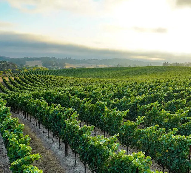 President Mike Reynolds was featured in Forbes sharing thoughts on tourism and the affects of the wildfires on the wineries