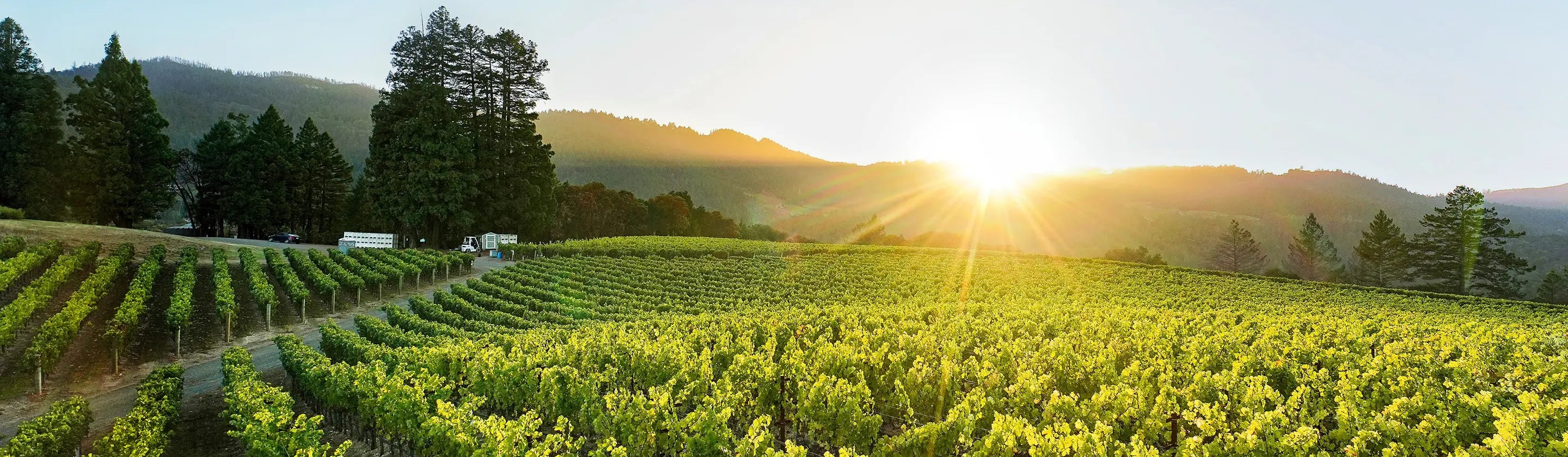 Effects of the Napa Valley Fires