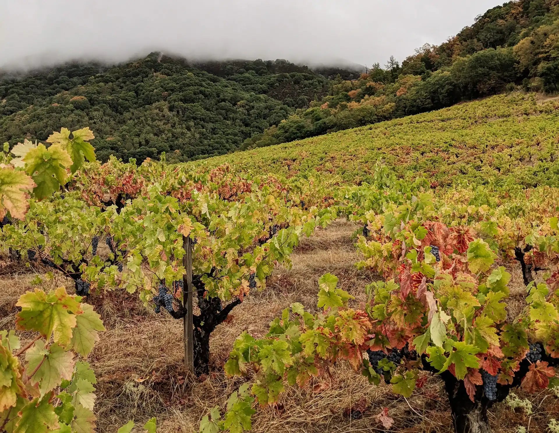 What is Old Vine Zinfandel?