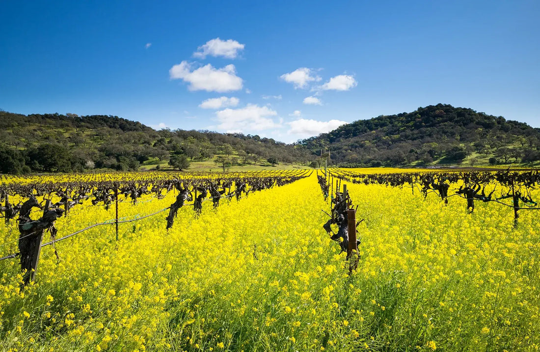 Life of a Vine: Mustard Season in Napa Valley