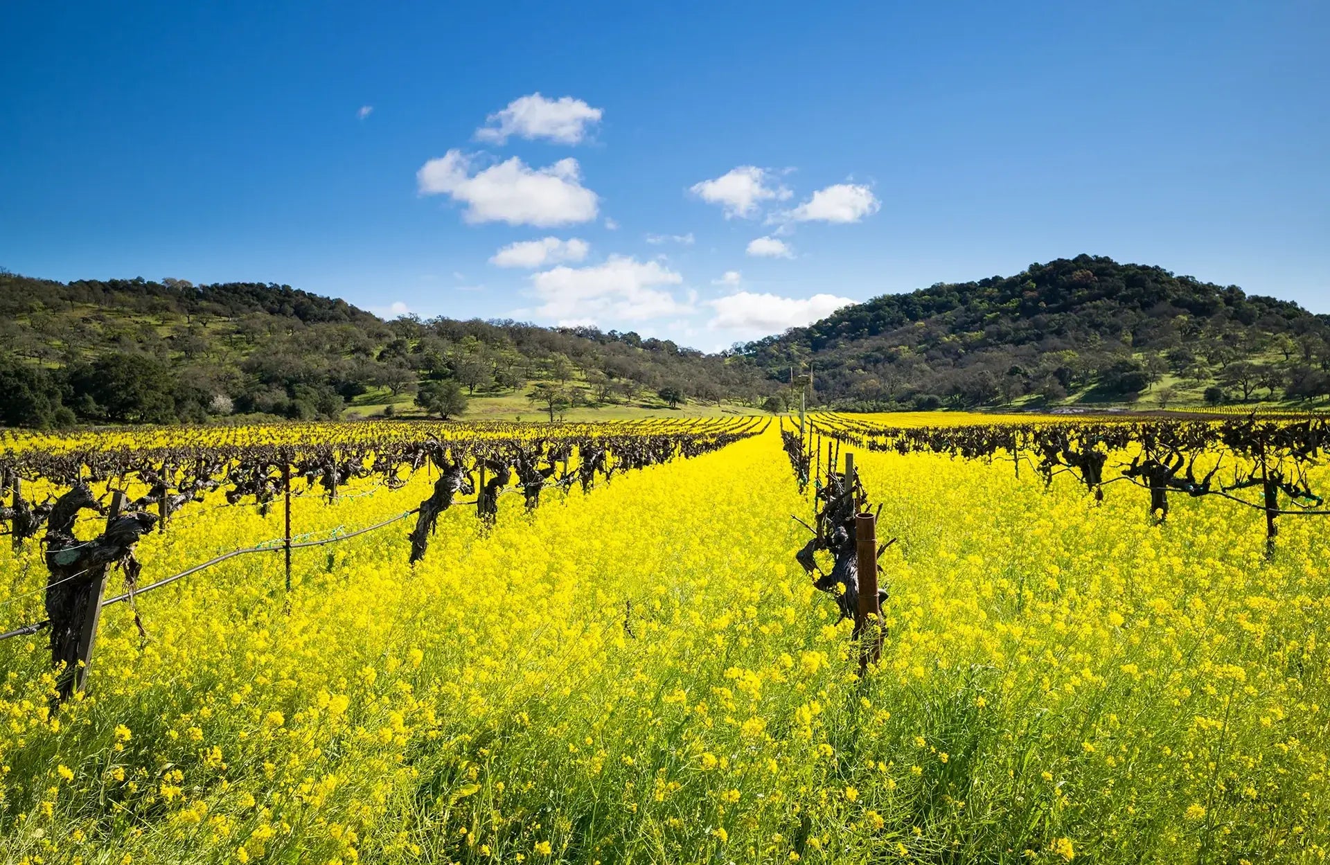 Life of a Vine: Mustard Season in Napa Valley