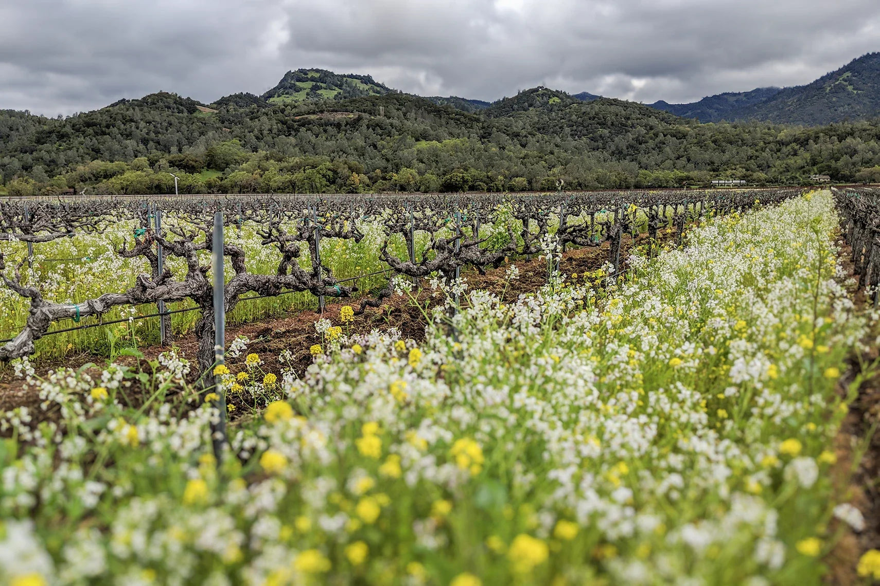 Calistoga