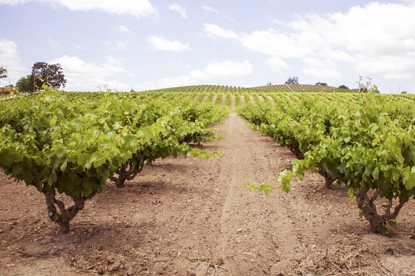 Paso Robles
