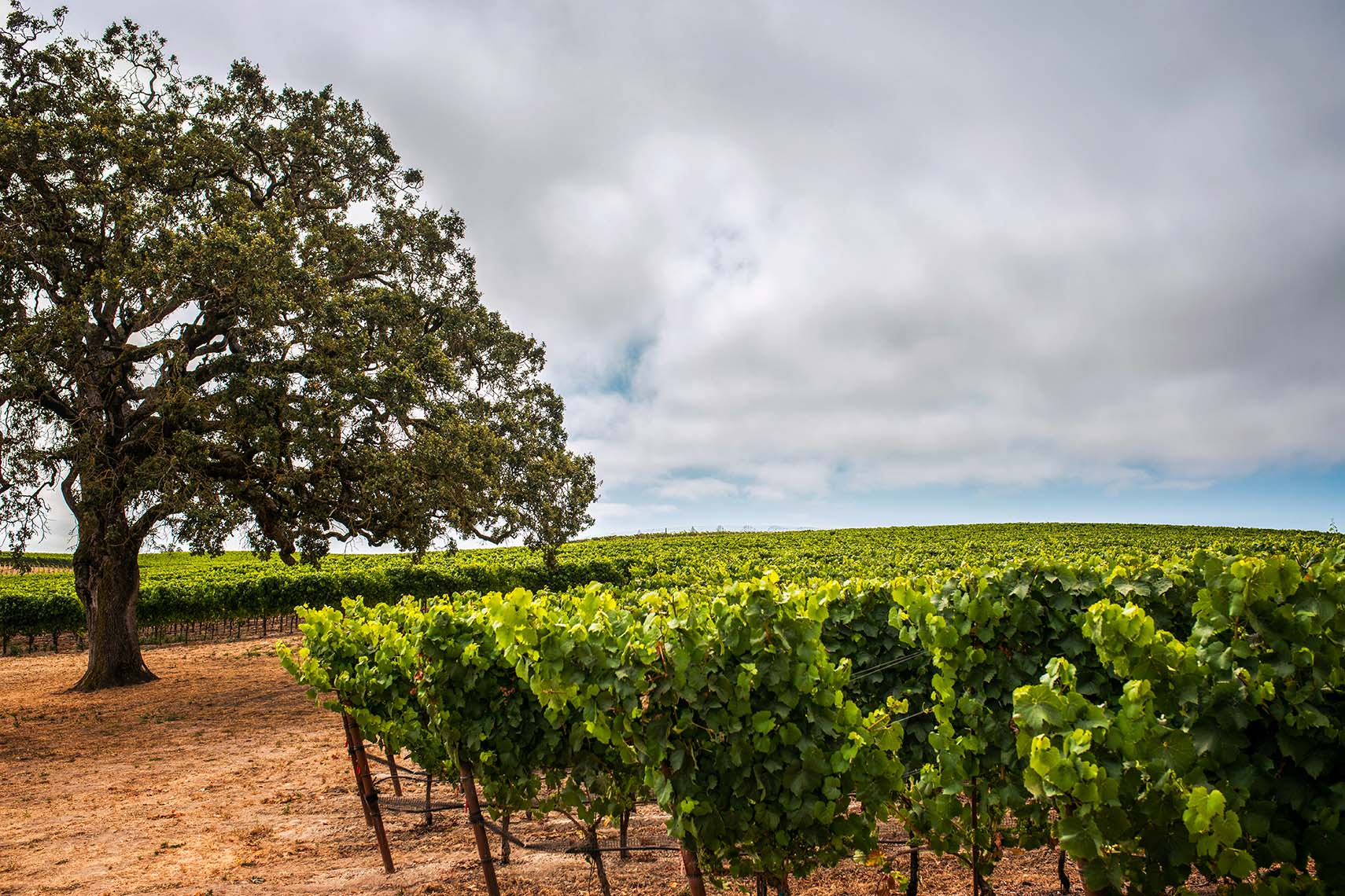 Sonoma Coast