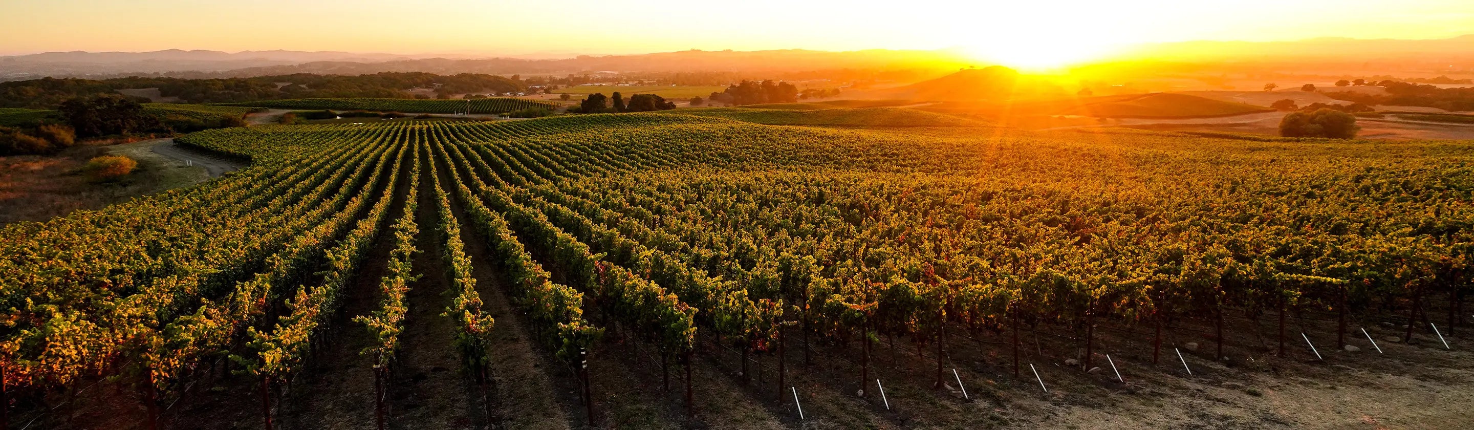 Sunset over a vineyard with rows of grapevines.