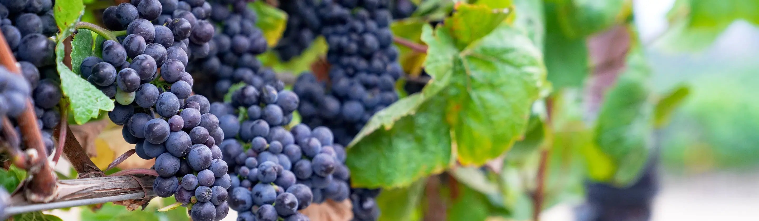 Close-up of Pinot Noir grapes on a vine with green leaves.