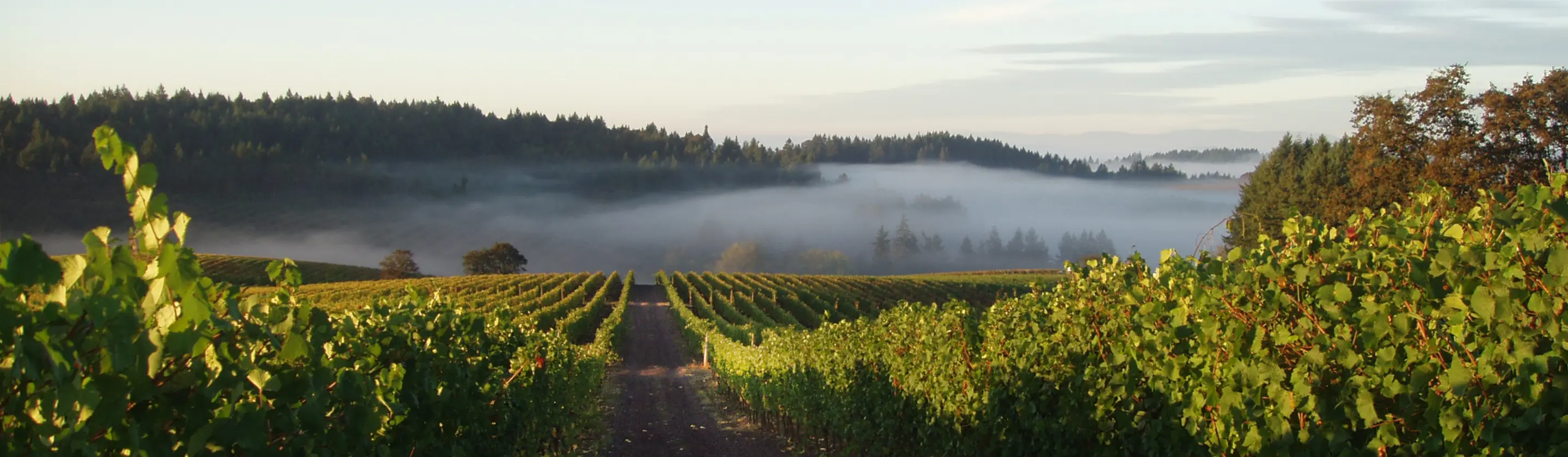 Vineyard with rows of grapevines stretching into the distance with a misty landscape.