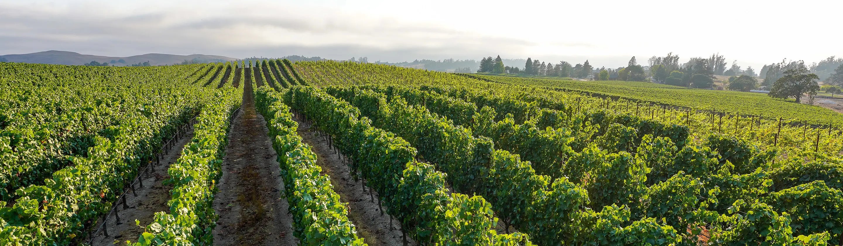 Vineyard with rows of green grapevines