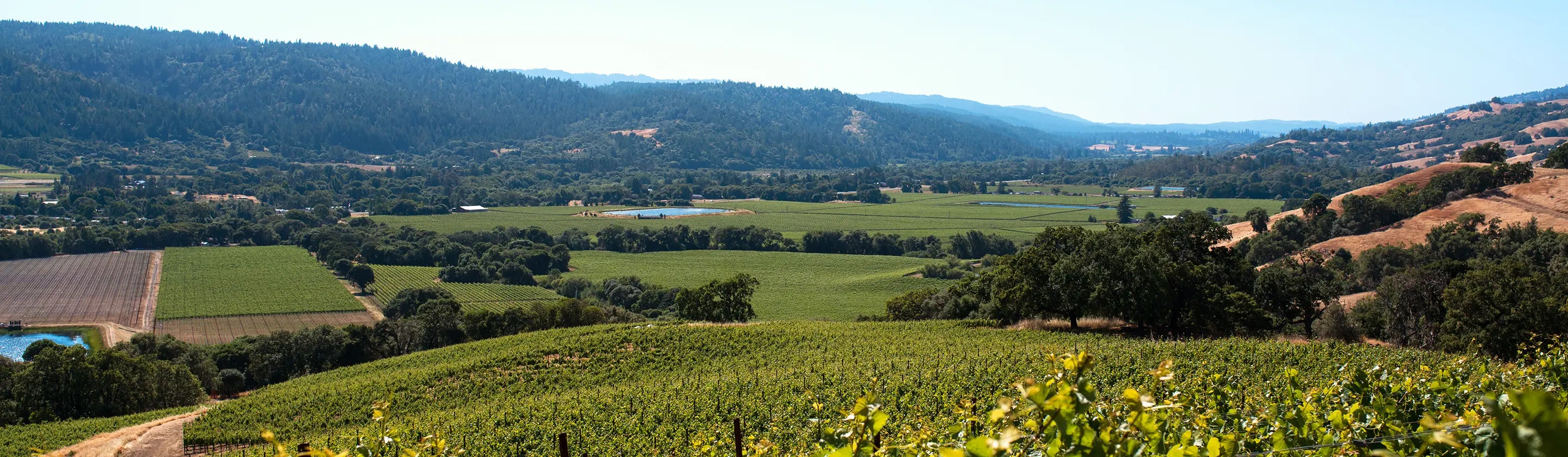 Vineyard landscape with hills and a clear sky