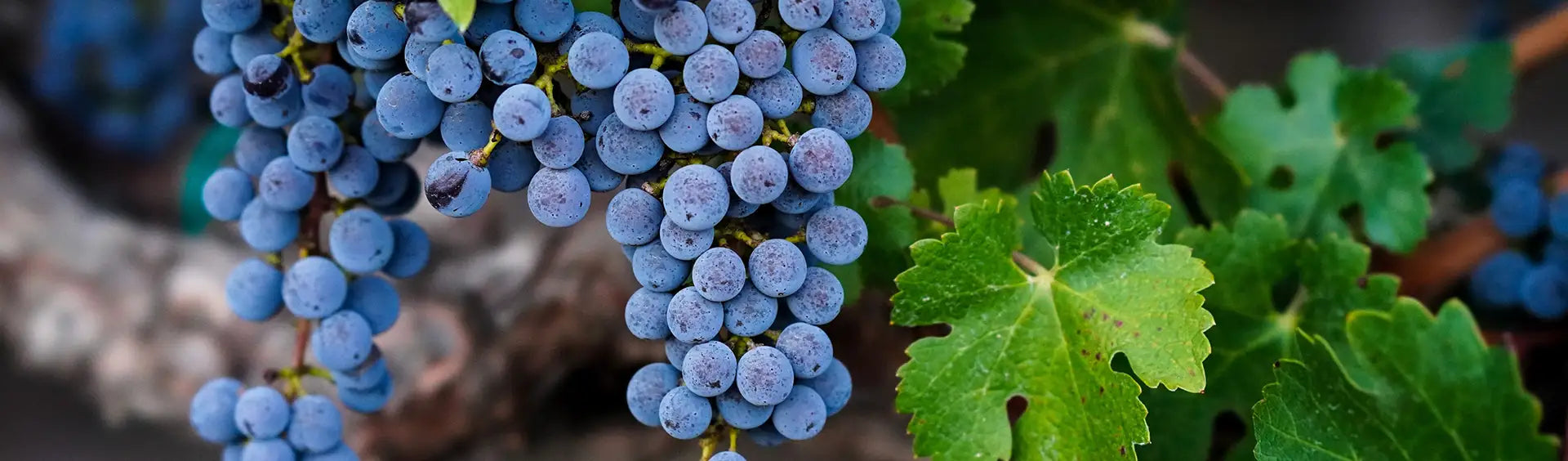 Close-up of ripe Cabernet Sauvignon wine grapes on the vine with vibrant green leaves.