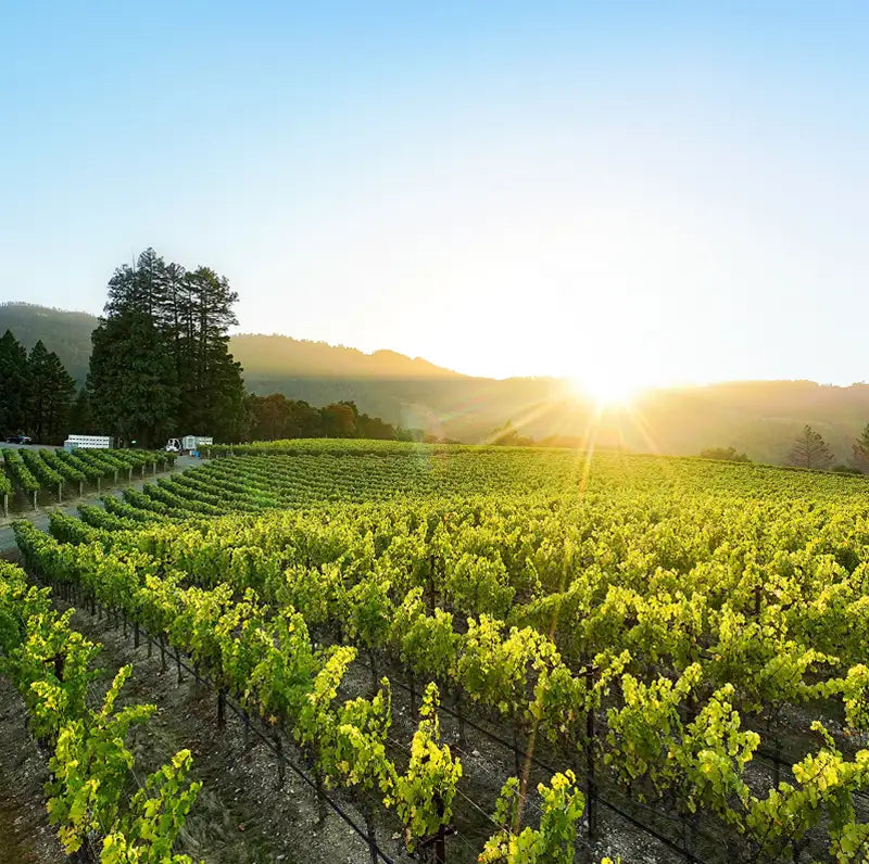 Lush green vineyard rows at sunset with the sun glowing over the rolling hills of Napa Valley.