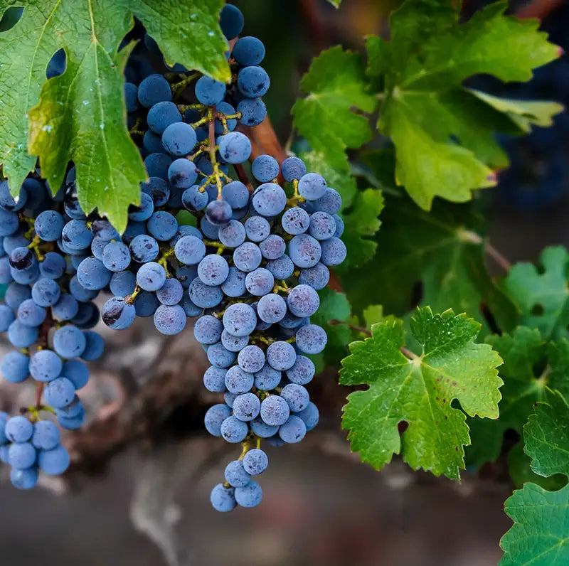 Close-up of ripe Cabernet Sauvignon wine grapes on the vine with vibrant green leaves.
