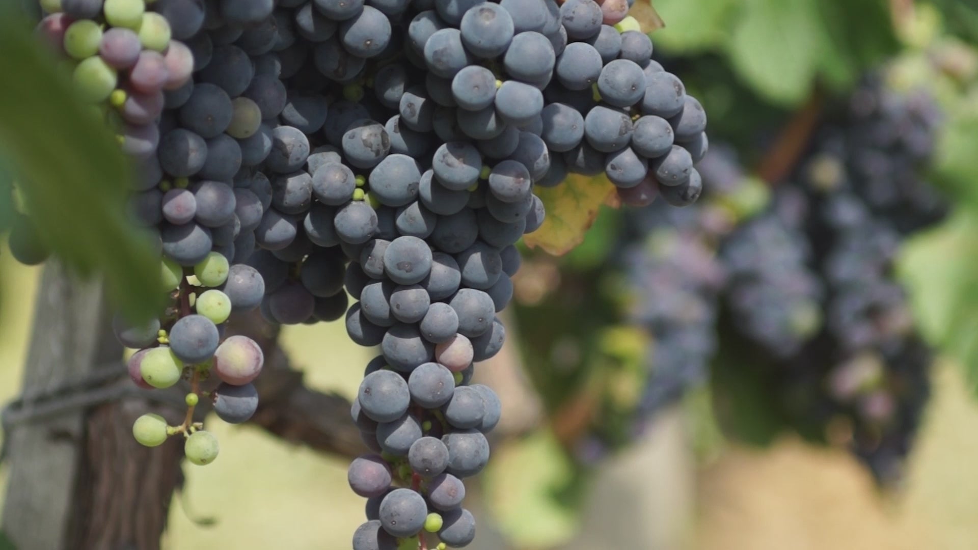 WALT Sta. Rita Hills Pinot Noir winemaker video discussing vineyard and vintage