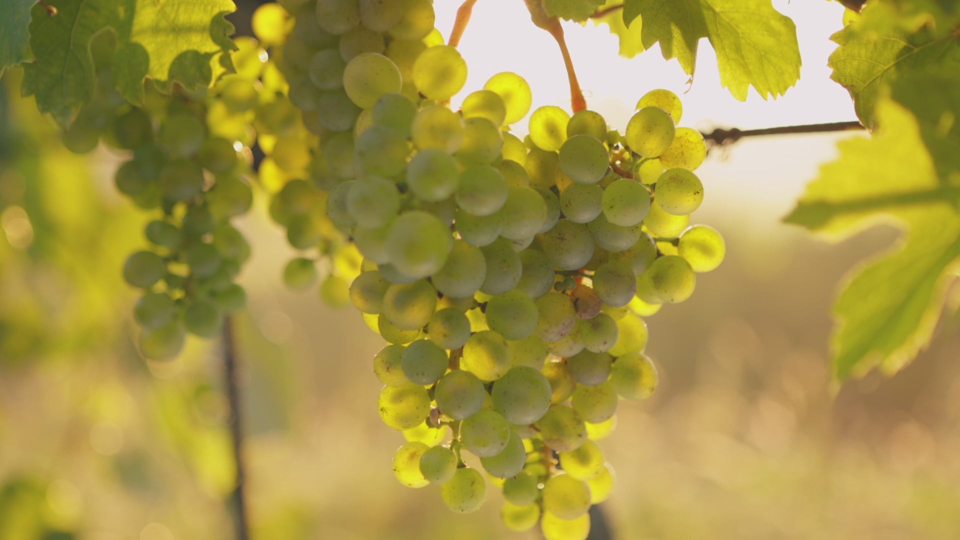 WALT Sonoma Coast Chardonnay winemaker video discussing vineyard and vintage