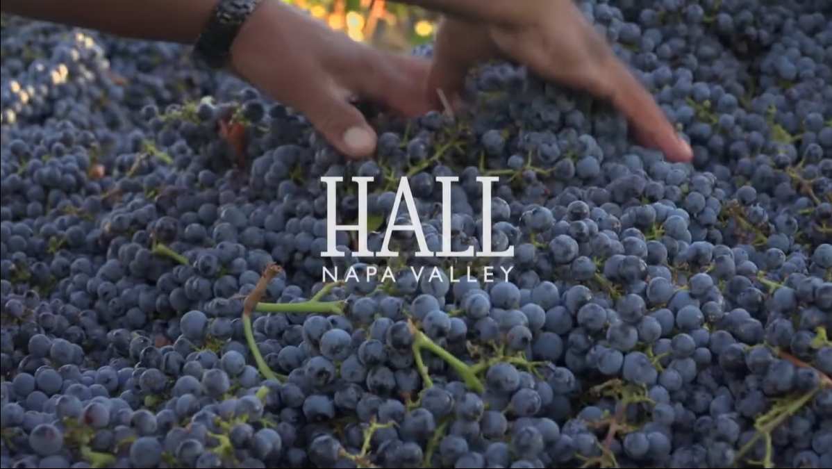 HALL Jack's Masterpiece Cabernet Sauvignon winemaker video discussing vineyard and vintage
