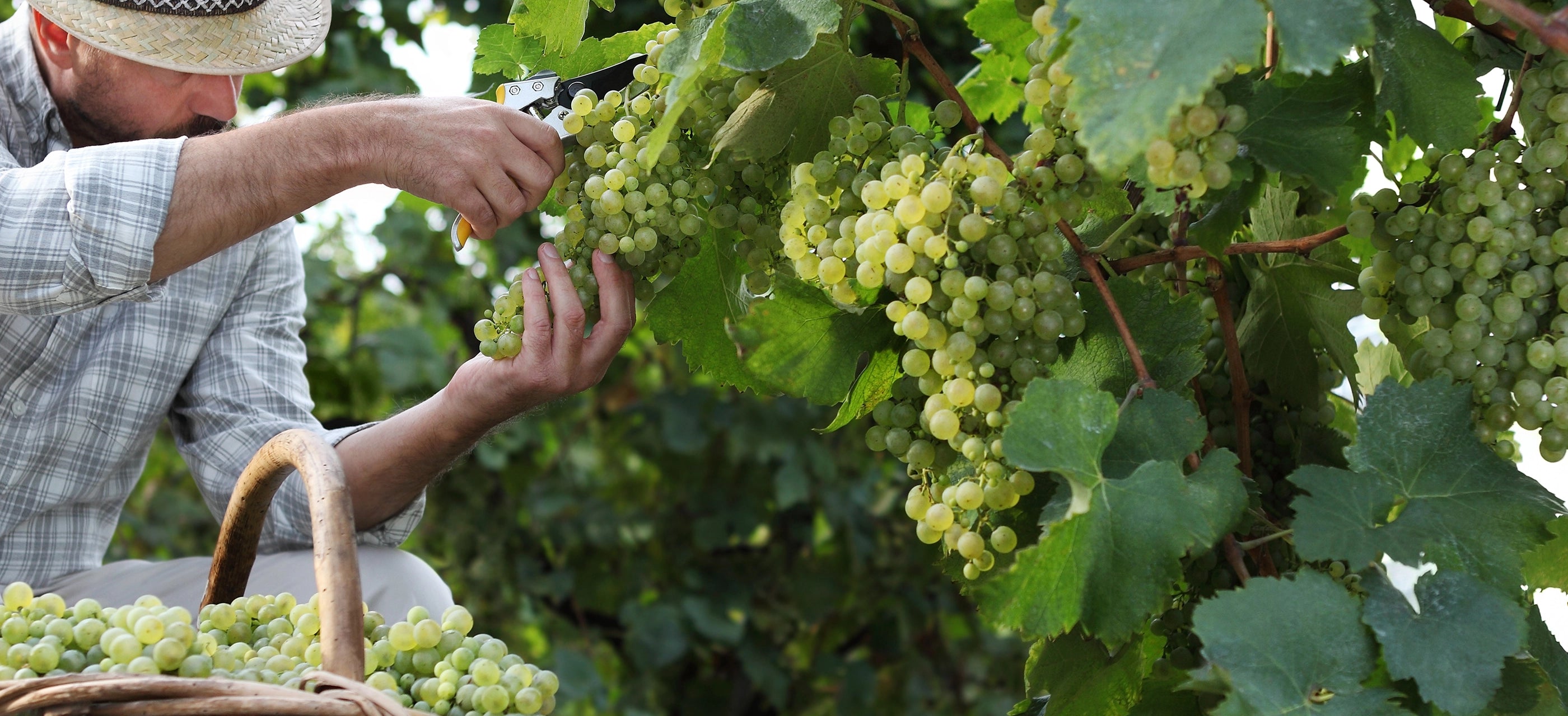 A person in a hat harvests green grapes from a vine in a vineyard, with clusters of grapes hanging from the vine and a basket of grapes at the bottom left.